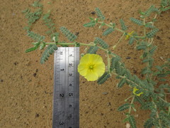 Tribulus arabicus