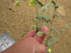 Tribulus arabicus