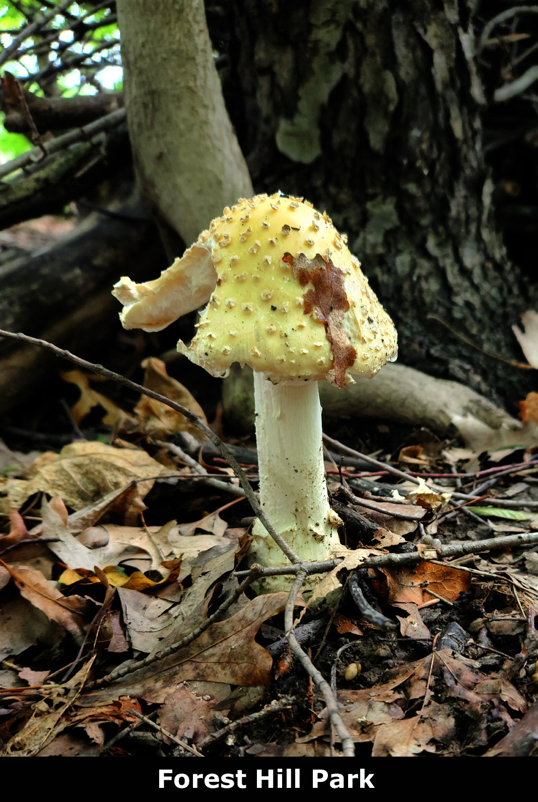 Amanita muscaria<br>22 October, 2024