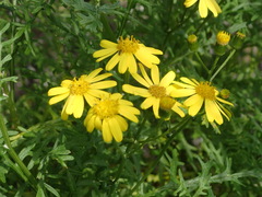 Senecio lyonii