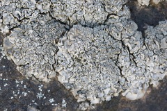 Dermatocarpon intestiniforme