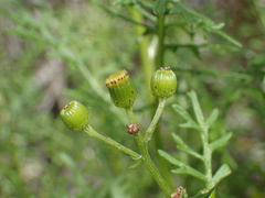 Senecio lyonii