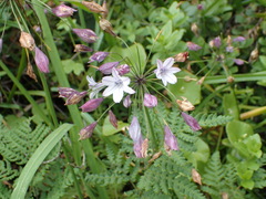 Triteleia clementina