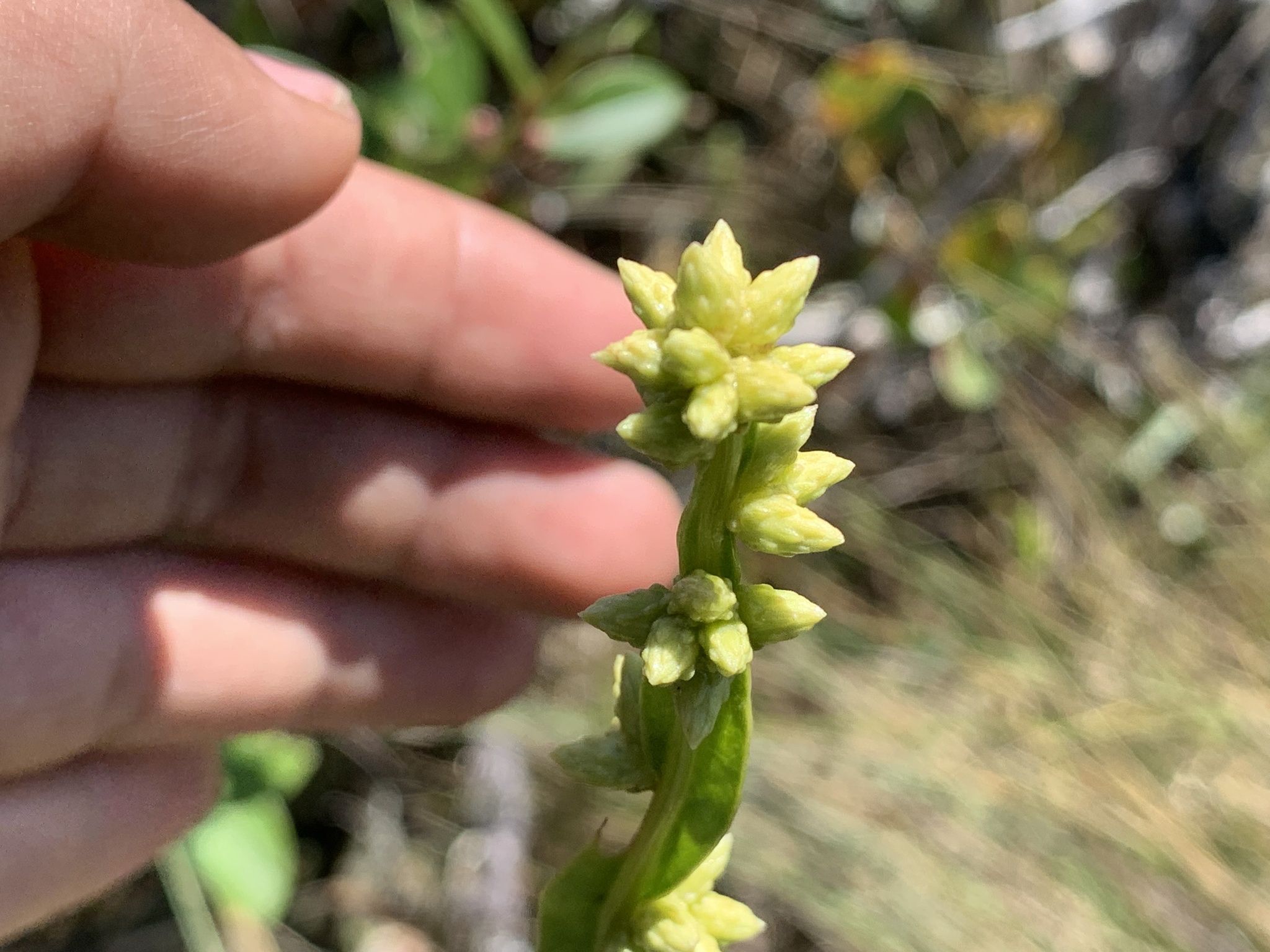Baccharis image