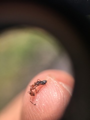 Camponotus bakeri