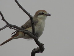 Lanius phoenicuroides