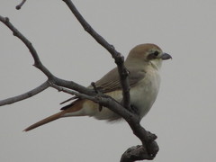 Lanius phoenicuroides