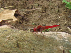 Crocothemis