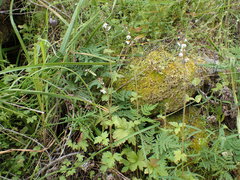 Lithophragma maximum