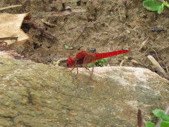 Crocothemis