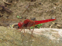 Crocothemis