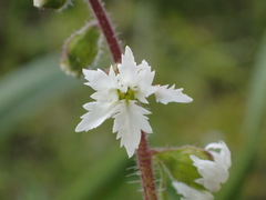 Lithophragma maximum