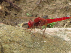 Crocothemis