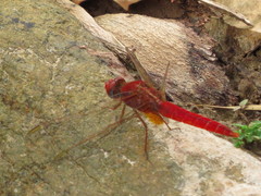 Crocothemis