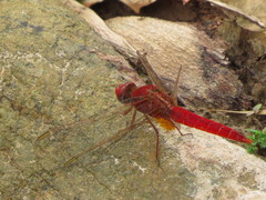 Crocothemis