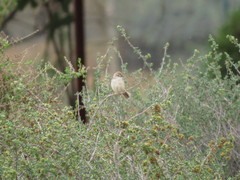Prinia lepida