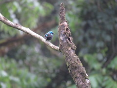 Dacnis venusta