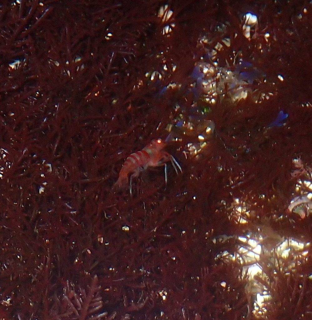 Lysmata nilita