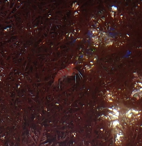 Lysmata nilita