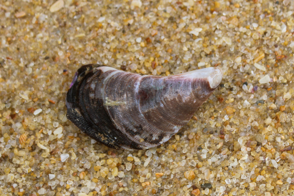 Hairy Mussel from Buddina QLD 4575, Australia on November 24, 2023 at 0407 PM by Boaz Benaiah