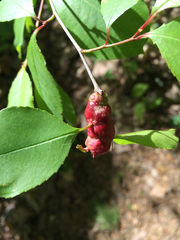 Contarinia cerasiserotinae