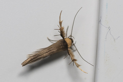 Stathmopoda similignominiosa