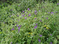 Pholistoma auritum auritum