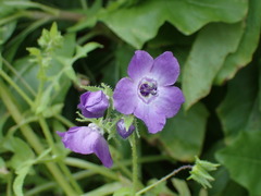 Pholistoma auritum auritum