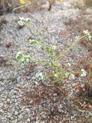 Cryptantha pterocarya