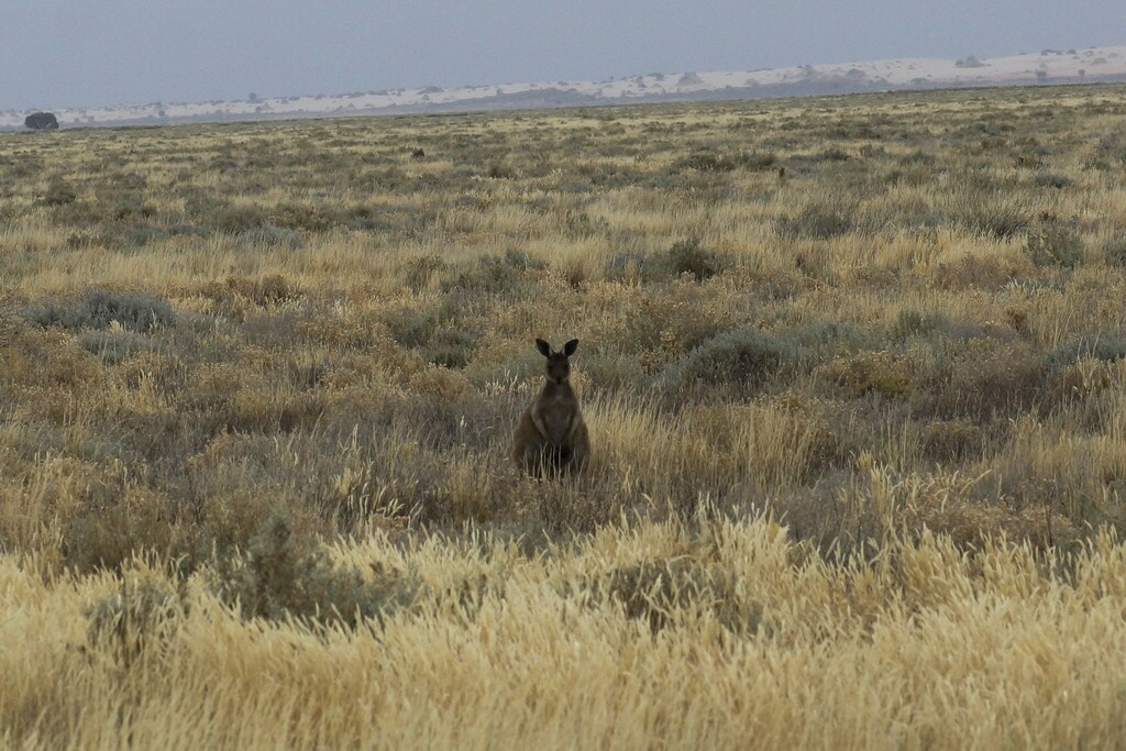 Western Grey Kangaroo from Mungo NSW 2715, Australia on November 16 ...
