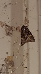 Phosphila miselioides