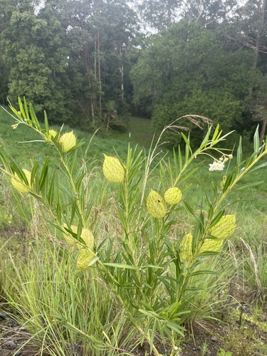 Gomphocarpus fruticosus × physocarpus