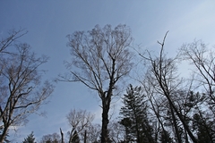 Betula lanata