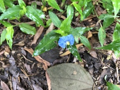 Commelina ensifolia
