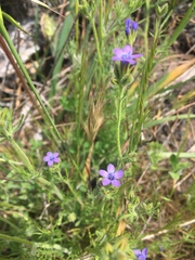 Gilia nevinii