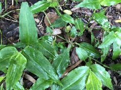 Commelina ensifolia