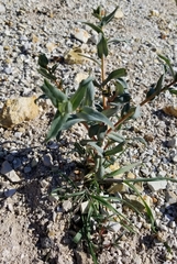 Penstemon centranthifolius