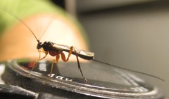 Macrocentrus aegeriae