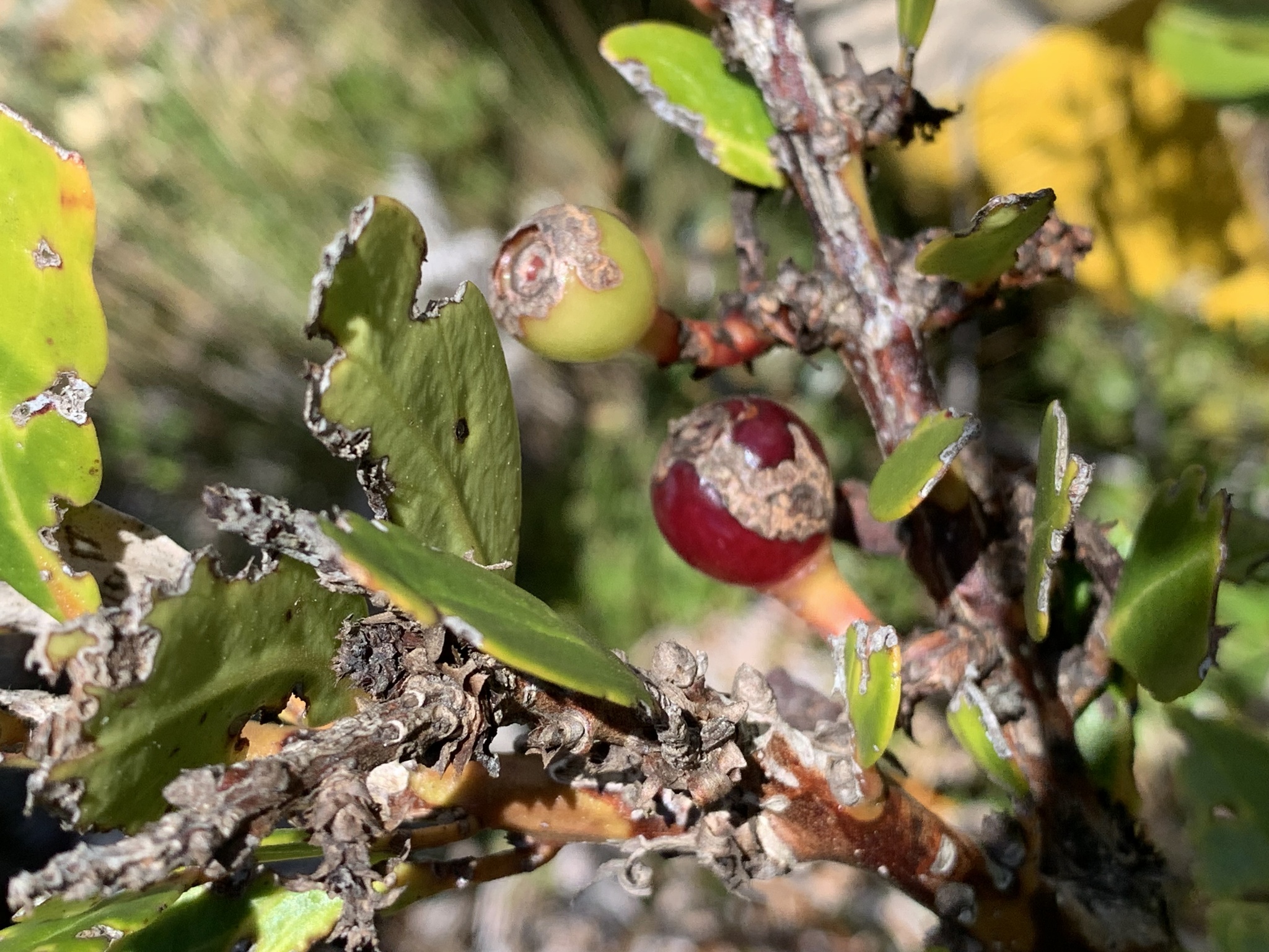 Macleania rupestris image