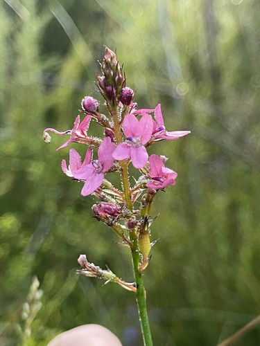 Rhizomatous Reed Triggerplant (Stylidium squamosotuberosum)
