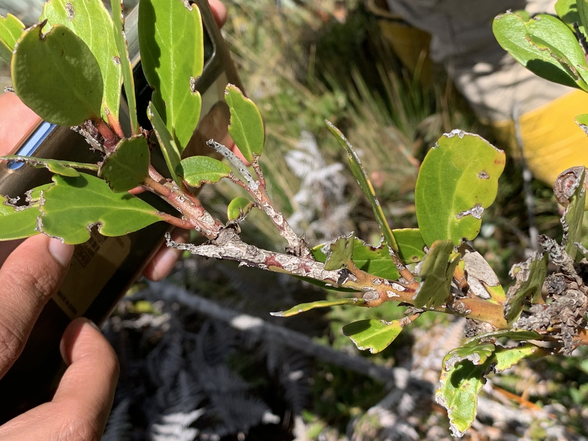 Macleania image