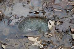 Oophila amblystomatis