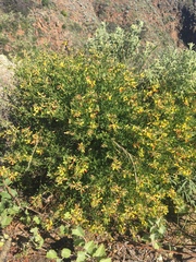 Acmispon dendroideus traskiae