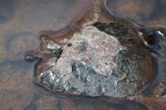 Oophila amblystomatis