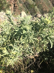 Castilleja grisea
