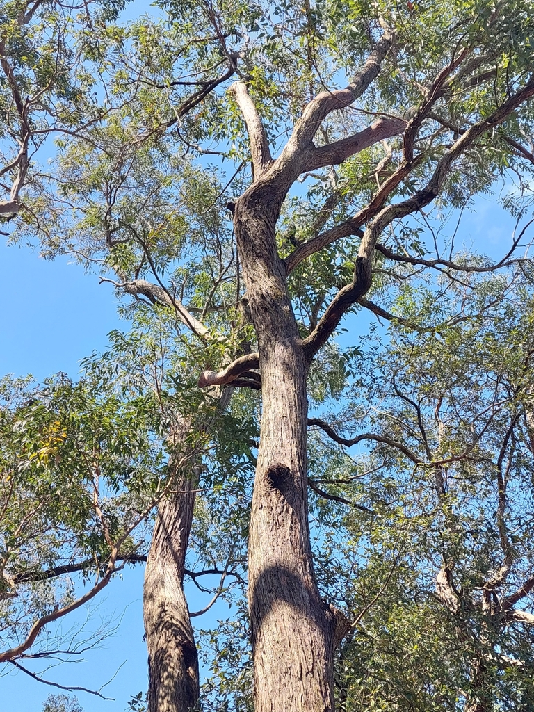 Eucalyptus resinifera resinifera from North Epping NSW 2121, Australia ...