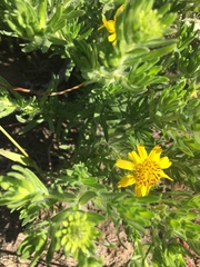 Deinandra clementina