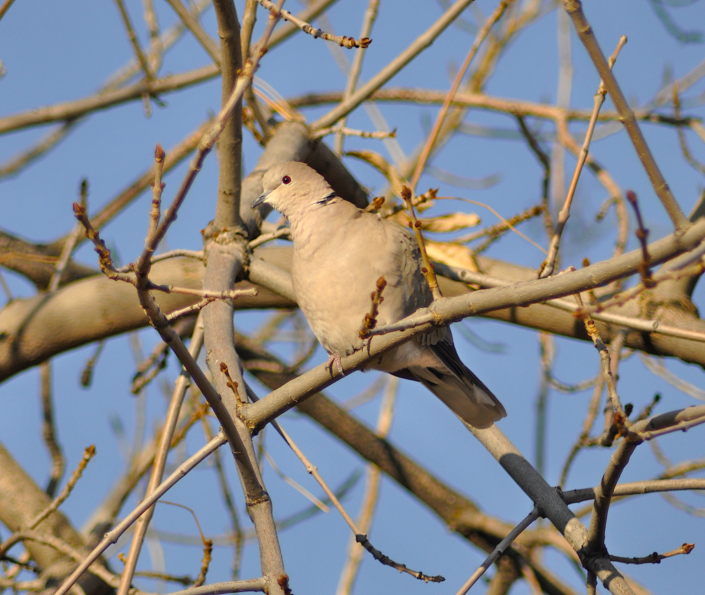 Eurasian CollaredDove from Kaysville, UT 84037, USA on November 28