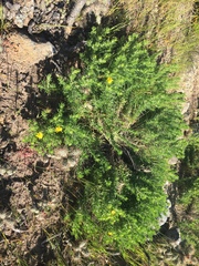 Deinandra clementina