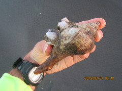 Notomegabalanus decorus